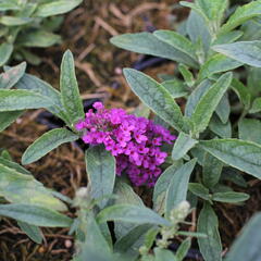 Motýlí keř, Komule Davidova 'Summer Bird Rose' - Buddleja davidii 'Summer Bird Rose'