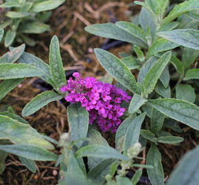 Motýlí keř, Komule Davidova 'Summer Bird Rose' - Buddleja davidii 'Summer Bird Rose'