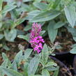 Motýlí keř, Komule Davidova 'Summer Bird Rose' - Buddleja davidii 'Summer Bird Rose'