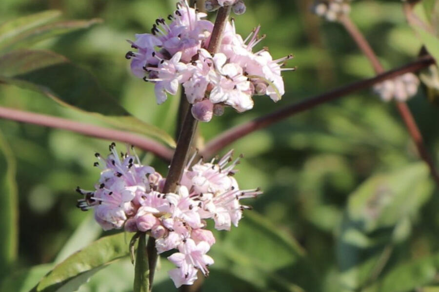 Drmek obecný 'Santamaria' - Vitex agnus castus 'Santamaria'