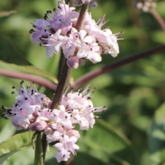 Drmek obecný 'Santamaria' - Vitex agnus castus 'Santamaria'