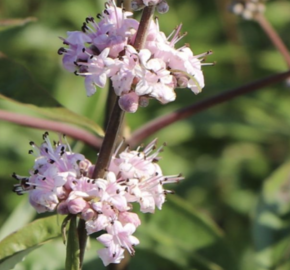 Drmek obecný 'Santamaria' - Vitex agnus castus 'Santamaria'