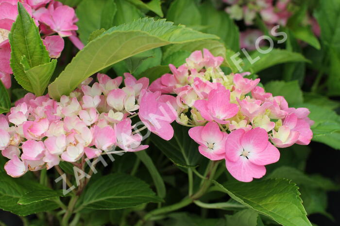 Hortenzie velkolistá 'Adria' - Hydrangea macrophylla 'Adria'