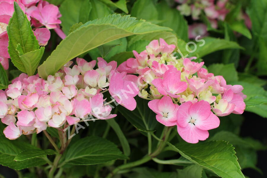 Hortenzie velkolistá 'Adria' - Hydrangea macrophylla 'Adria'