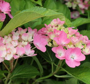 Hortenzie velkolistá 'Adria' - Hydrangea macrophylla 'Adria'