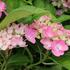 Hydrangea macrophylla 'Adria'_01.JPG