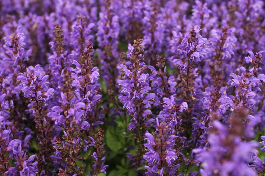 Salvia nemorosa ''Noble Knight''