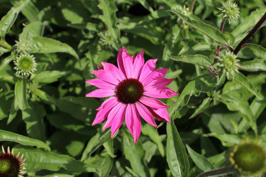 Echinacea purpurea ''PollyNation Magenta''