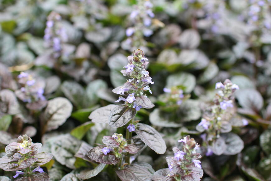 Ajuga reptans ''Atropurpurea''