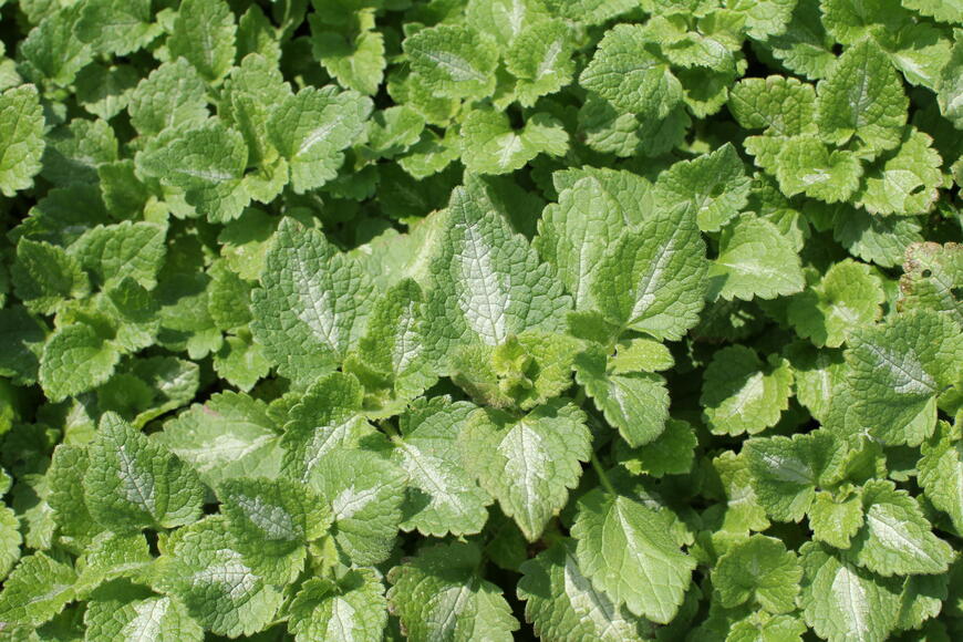 Lamium maculatum