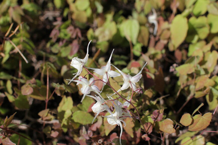 Epimedium grandiflorum ''White Queen''