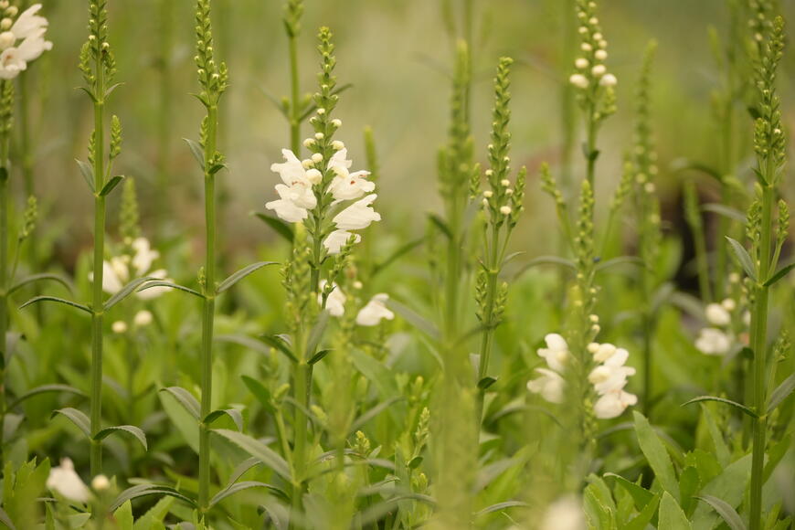 Physostegia virginiana ''Miss Manners''_1