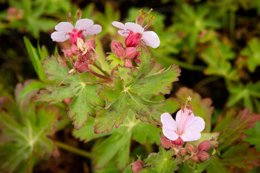 Geranium macrorrhizum 