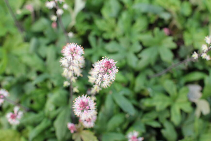 Tiarella ''Raspberry Sundae''_01