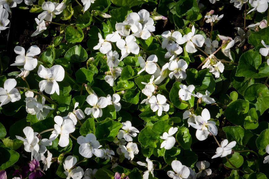 Viola sororia ''Albiflora''