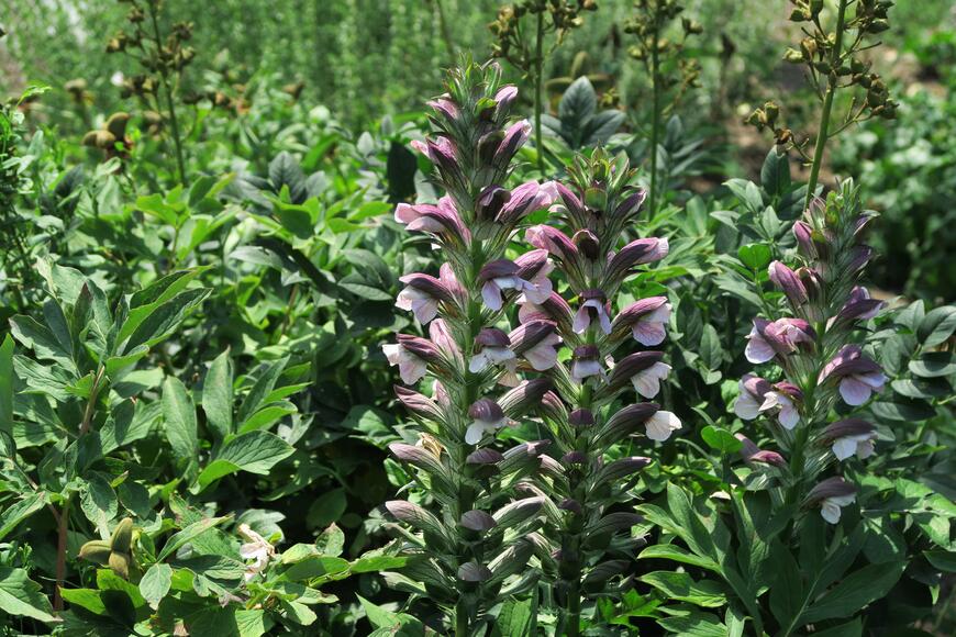 Acanthus mollis