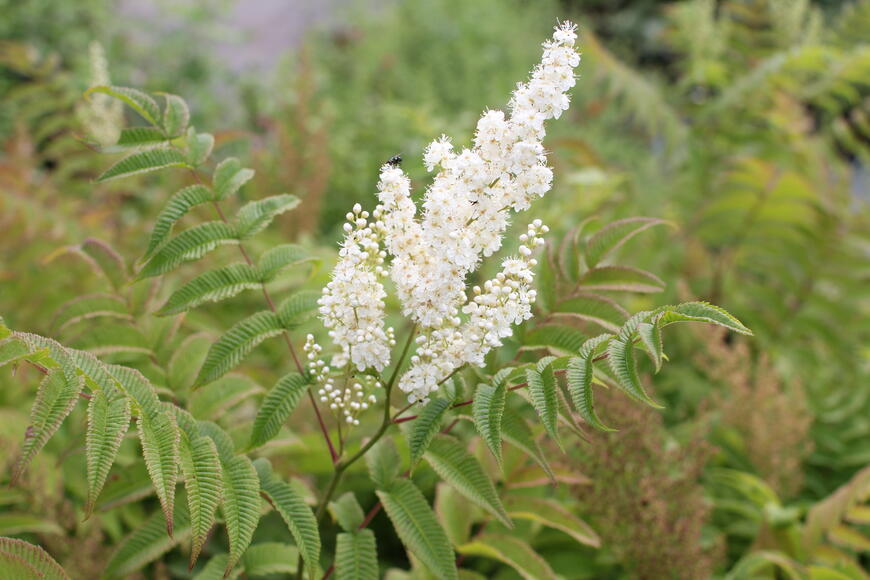 Sorbaria sorbifolia