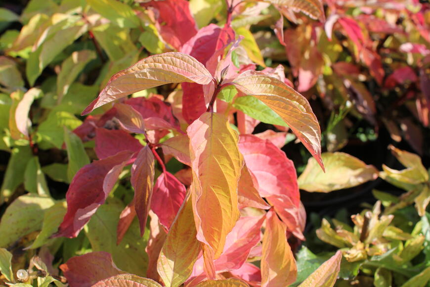 Cornus alba ''Aurea''