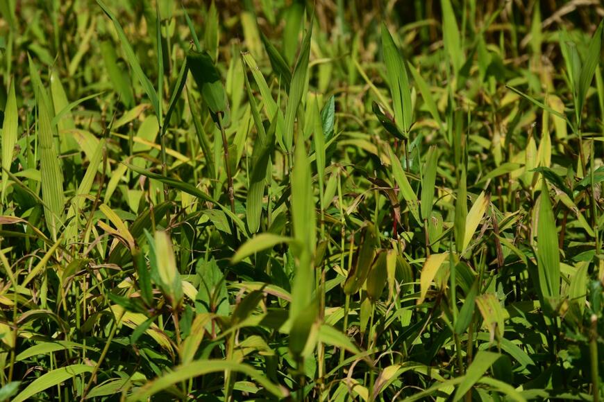 Chasmanthium latifolium (Uniola) (2)