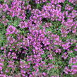 Mateřídouška časná 'Creeping Red' - Thymus praecox 'Creeping Red'