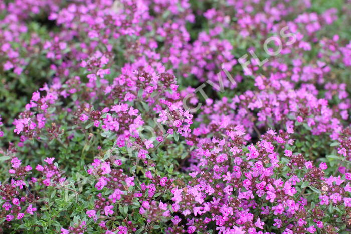 Mateřídouška časná 'Creeping Red' - Thymus praecox 'Creeping Red'