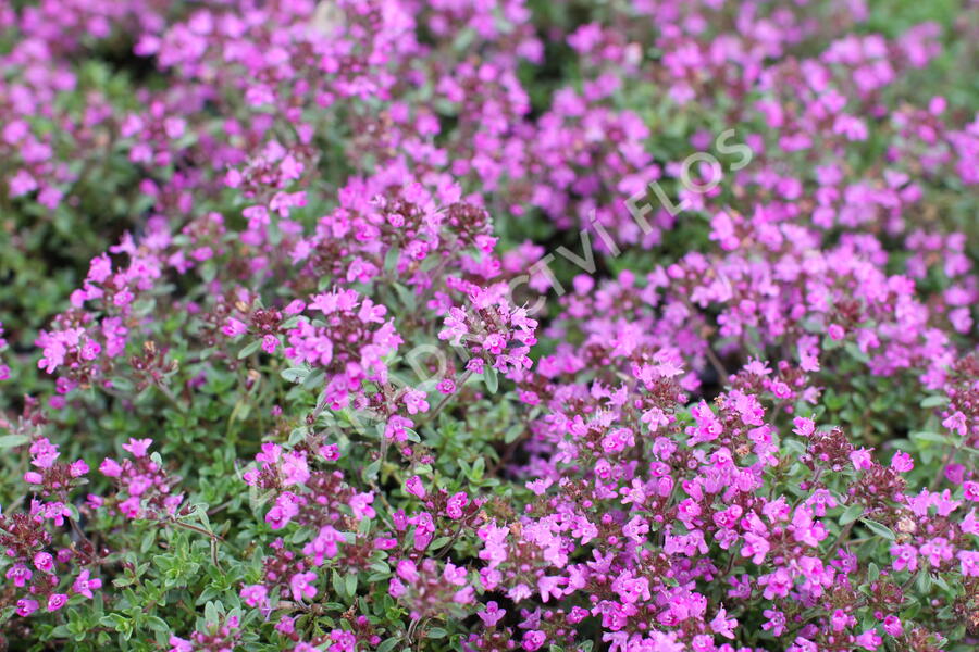 Mateřídouška časná 'Creeping Red' - Thymus praecox 'Creeping Red'