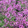 Mateřídouška časná 'Creeping Red' - Thymus praecox 'Creeping Red'