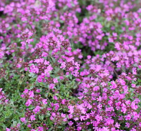 Mateřídouška časná 'Creeping Red' - Thymus praecox 'Creeping Red'