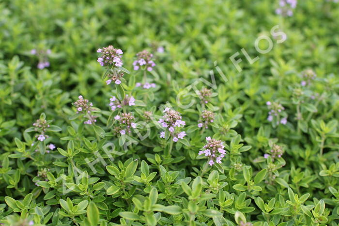 Mateřídouška citrónová 'Goldy' - Thymus citrodorus 'Goldy'