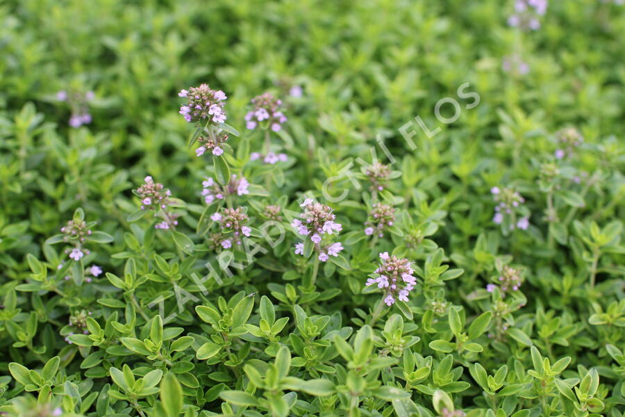 Mateřídouška citrónová 'Goldy' - Thymus citrodorus 'Goldy'