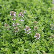 Mateřídouška citrónová 'Goldy' - Thymus citrodorus 'Goldy'