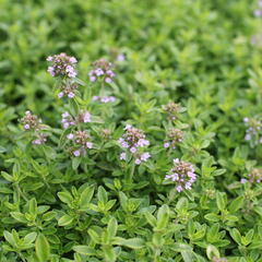 Mateřídouška citrónová 'Goldy' - Thymus citrodorus 'Goldy'