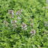 Thymus citrodorus 'Goldy'.JPG