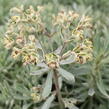 Pryšec hnědokvětý 'Silver Edge' - Euphorbia characias 'Silver Edge'