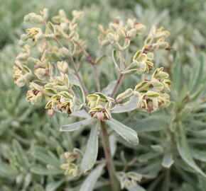 Pryšec hnědokvětý 'Silver Edge' - Euphorbia characias 'Silver Edge'