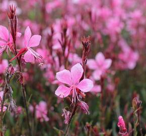 Svíčkovec 'Gambit Compact Pink' - Gaura lindheimeri 'Gambit Compact Pink'