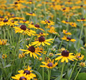 Třapatka zářivá 'Little Goldstar' - Rudbeckia fulgida 'Little Goldstar'