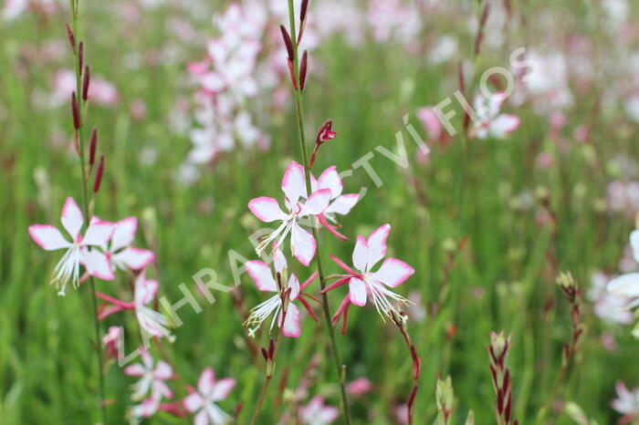 Svíčkovec 'Gambit Rose Bicolor' - Gaura lindheimeri 'Gambit Rose Bicolor'