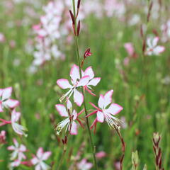 Svíčkovec 'Gambit Rose Bicolor' - Gaura lindheimeri 'Gambit Rose Bicolor'