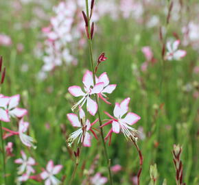 Svíčkovec 'Gambit Rose Bicolor' - Gaura lindheimeri 'Gambit Rose Bicolor'