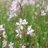 Gaura lindheimeri 'Gambit Rose Bicolor'.JPG