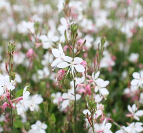 Svíčkovec 'Gambit Compact White' - Gaura lindheimeri 'Gambit Compact White'