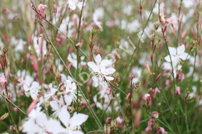 Svíčkovec 'Summer Breeze' - Gaura lindheimeri 'Summer Breeze'