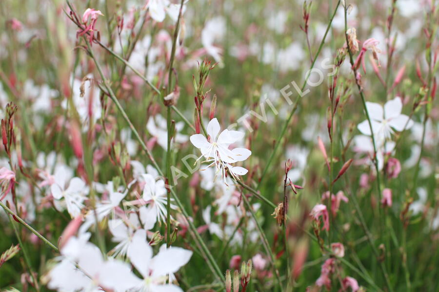 Svíčkovec 'Summer Breeze' - Gaura lindheimeri 'Summer Breeze'