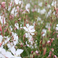 Svíčkovec 'Summer Breeze' - Gaura lindheimeri 'Summer Breeze'