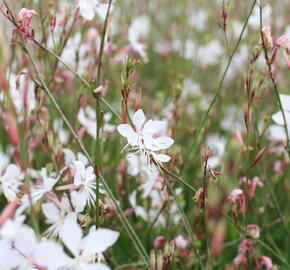 Svíčkovec 'Summer Breeze' - Gaura lindheimeri 'Summer Breeze'