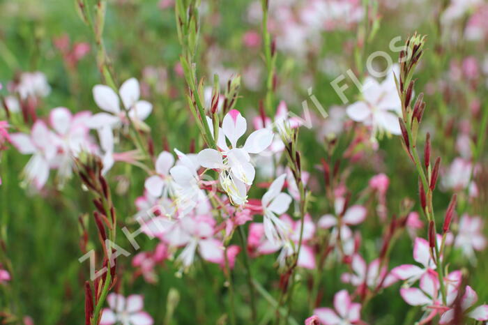 Svíčkovec 'Freefolk Rosy' - Gaura lindheimeri 'Freefolk Rosy'