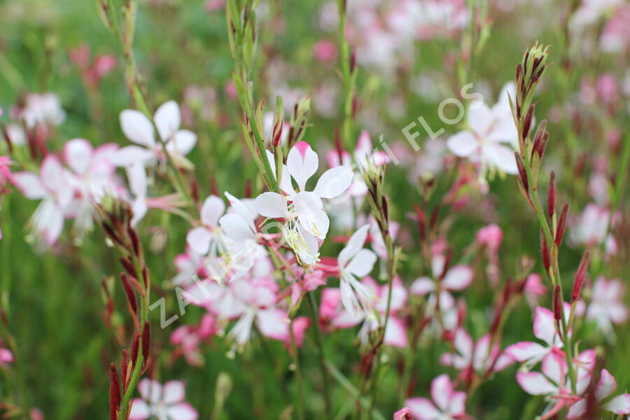 Svíčkovec 'Freefolk Rosy' - Gaura lindheimeri 'Freefolk Rosy'