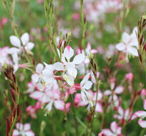 Svíčkovec 'Freefolk Rosy' - Gaura lindheimeri 'Freefolk Rosy'