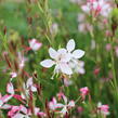 Svíčkovec 'Freefolk Rosy' - Gaura lindheimeri 'Freefolk Rosy'